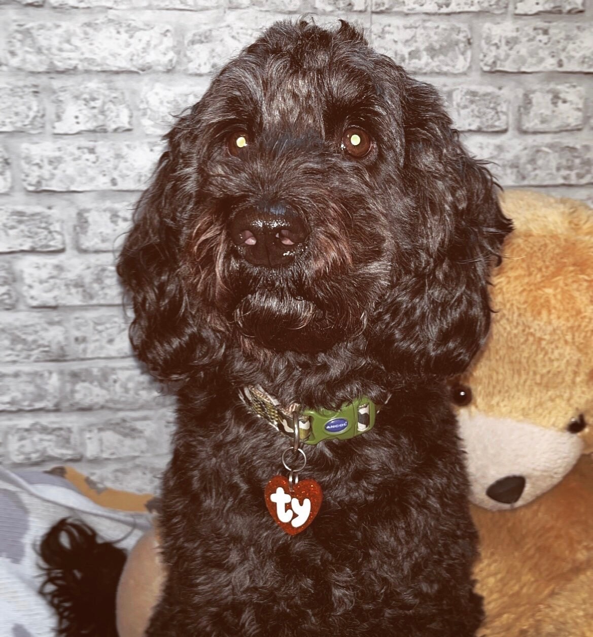 ty pet tag