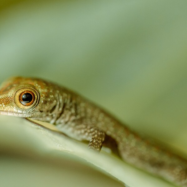 Gecko, Tropical Artwork, Seychelles Photography, Black and White/Colour Photograph - Instant Download for Home Decor