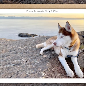 Puede incluir: Tarjeta de felicitaci&oacute;n con un perro Husky siberiano marr&oacute;n y blanco descansando sobre una superficie rocosa con una vista panor&aacute;mica del oc&eacute;ano. La tarjeta dice: "&Aacute;rea imprimible es 12,7 cm x 9,5 cm."
