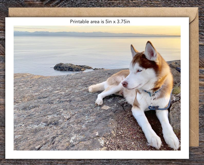 Puede incluir: Tarjeta de felicitaci&oacute;n con un perro Husky siberiano marr&oacute;n y blanco descansando sobre una superficie rocosa con una vista panor&aacute;mica del oc&eacute;ano. La tarjeta dice: "&Aacute;rea imprimible es 12,7 cm x 9,5 cm."