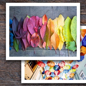 May include: A rainbow of autumn leaves arranged in a row on a wooden surface. The leaves range in colour from deep purple to bright yellow.