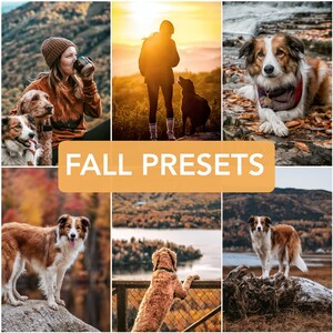 Peut inclure: Un collage d'images mettant en scène des chiens dans des décors d'automne. Les images montrent des chiens de différentes races, dont un golden retriever, un border collie et un chien noir et blanc. Les chiens sont représentés dans diverses poses, notamment assis, debout et en train de courir. Les images sont toutes sur fond de feuillage d'automne, avec des couleurs vives de rouge, d'orange et de jaune.