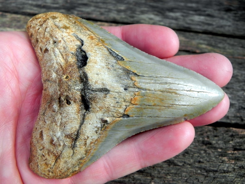 3 12 Fossil Megalodon Shark Tooth