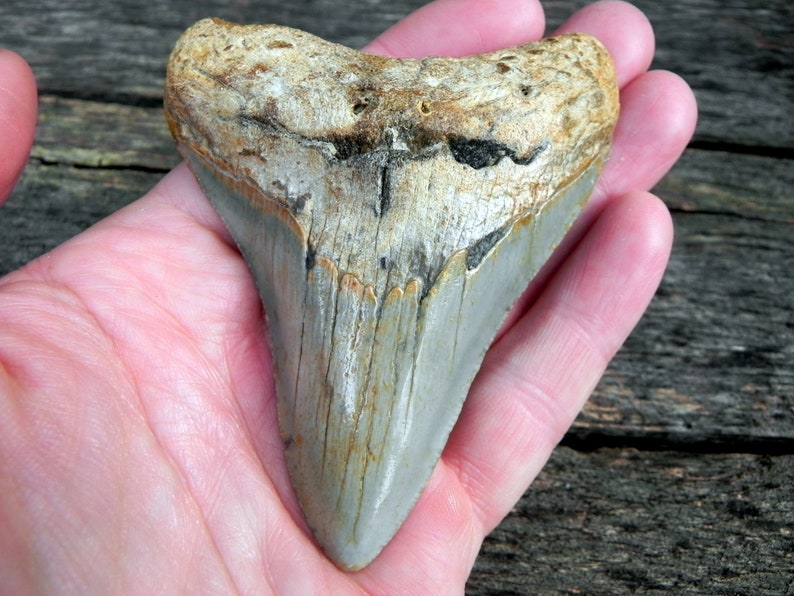 3 12 Fossil Megalodon Shark Tooth