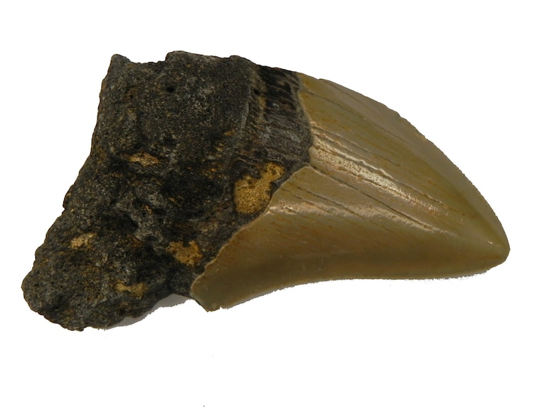 75/% Complete 2 12 Fossil Megalodon Shark Tooth