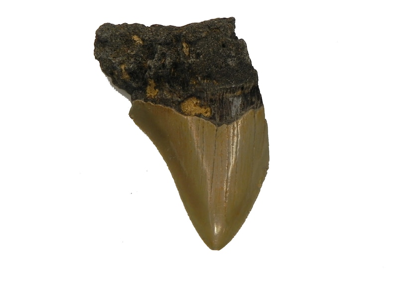 75/% Complete 2 12 Fossil Megalodon Shark Tooth