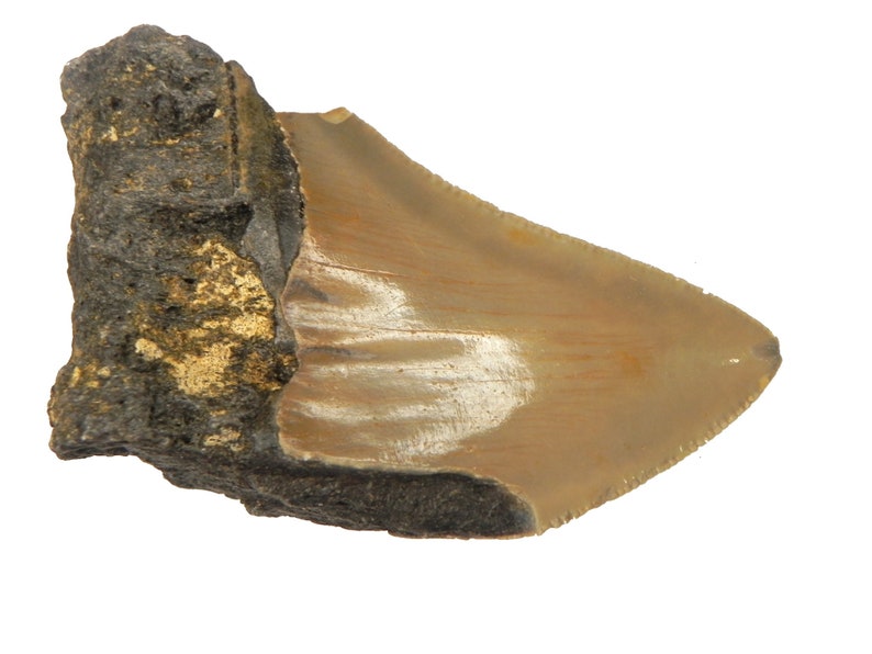 75/% Complete 2 12 Fossil Megalodon Shark Tooth