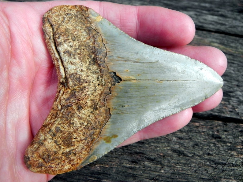 3 12 Fossil Megalodon Shark Tooth