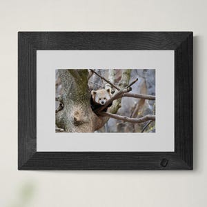 Red Panda Photo Print: Wildlife Wall Art, Nature Lover Gift (5x7 or 8x10)