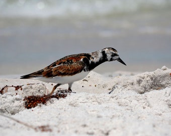 Plover Photography Wall Art Print Sizes Available, Plover Photo, Coastal Bird Photography, Wildlife Photo, Bird Photo, Nature Lover Gift