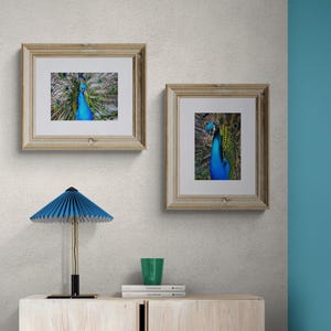 Peacock Photography Print Set: Colorful Wildlife Art, Peacock Photos Available in Multiple Sizes
