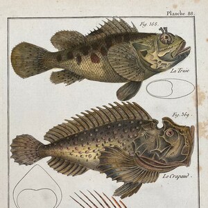 1788 Antique Original Engraving Bonnaterre Scorpian FISH Toad Histoire Naturelle Benard Diderot Sea Wildlife