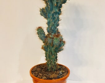 cereus forbesii the beauty night rare pot 6.5cm on roots cereus forbesii the beauty night rare pot 6.5cm on roots