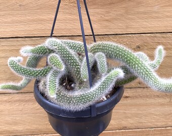 Monkey's Tail Cactus- Hildewinteria Colademoninis  - Large 14cm Hanging Cactus - - Legendary Rare  Plant - Full HangingPlant