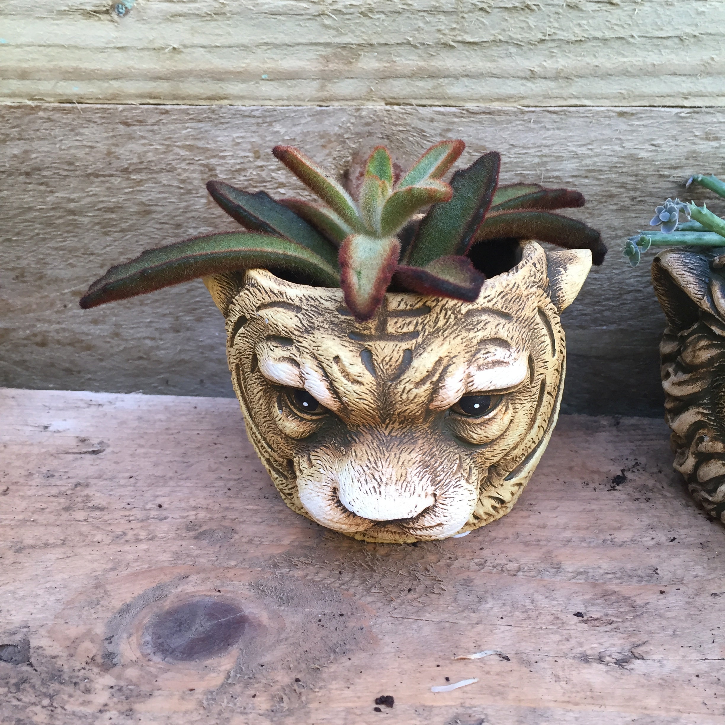 Animal head planters with succulents 8cm pot | Etsy