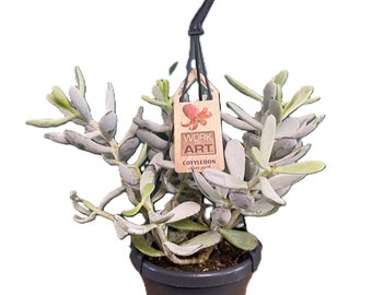 Cotyledon Orbiculata Silver Peak - Large Rare Succulent Plant in  a 14cm Hanging Basket - Rare Succulent Find At This Size.