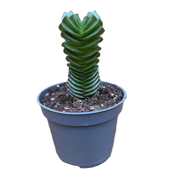 Crassula Buddha's Temple: Unique Succulent for Zen-Inspired Spaces in 8cm Pot - Cool Looking Full Live Potted Indoor Plant