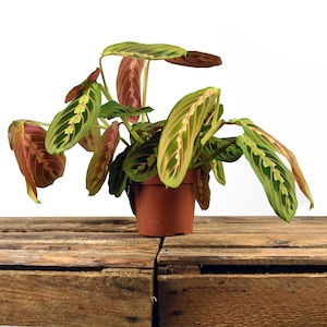 Prayer Plant Maranta Fascinator house plant in 12cm pot - Popular Indoor Easy Care Trailing House Plant - Beautiful and Stylish