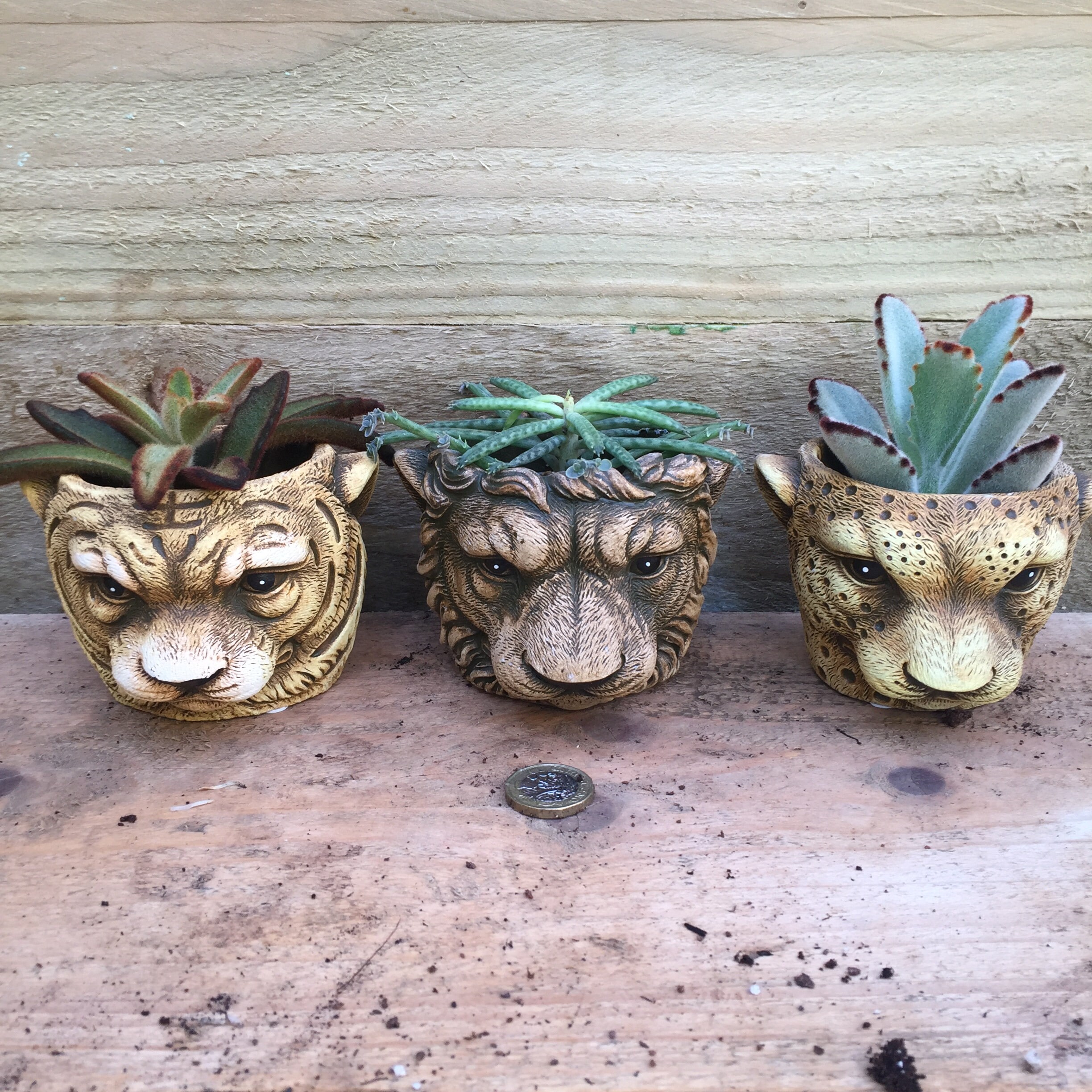 Animal head planters with succulents 8cm pot | Etsy