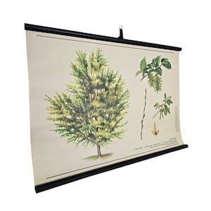 Vintage  botanical school chart Carpinus betulus roll down linen poster
