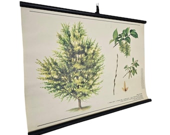 Vintage  botanical school chart Carpinus betulus roll down linen poster