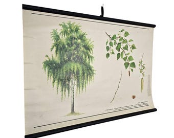Vintage  botanical school chart Bétula péndula roll down linen poster