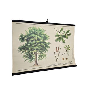 Vintage  botanical school chart Quercus petraea roll down linen poster