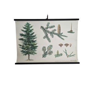 Vintage  botanical school chart Abies alba roll down linen poster