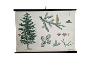 Vintage  botanical school chart Abies alba roll down linen poster