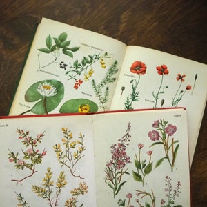 Puede incluir: Dos libros abiertos con ilustraciones de plantas y flores. El libro superior tiene flores de amapola rojas, mientras que el libro inferior muestra una variedad de flores en tonos de rosa, amarillo y blanco.