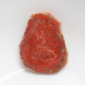 Unique Petrified Wood Slice, Druzy Fossilized Wood, Natural Polished Stone, Fossilized Wood Specimen,Healing Crystals and Stones, Home Decor
