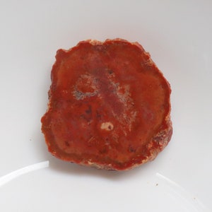 Unique Petrified Wood Slice, Druzy Fossilized Wood, Natural Polished Stone, Fossilized Wood Specimen,Healing Crystals and Stones, Home Decor