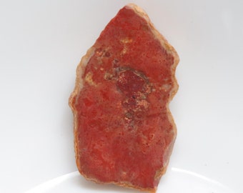 化石木石（1.5インチ～4インチ）化石木板 - 化石木片 - 化石標本