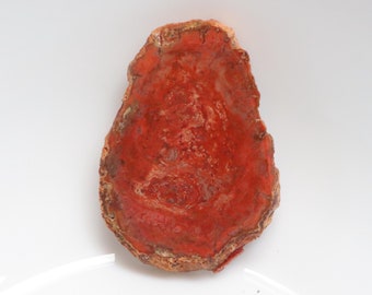 Unik förstenad träskiva, druzy fossiliserat trä, naturlig polerad sten, fossiliserat träprov, helande kristaller och stenar, heminredning
