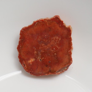 Unique Petrified Wood Slice, Druzy Fossilized Wood, Natural Polished Stone, Fossilized Wood Specimen,Healing Crystals and Stones, Home Decor