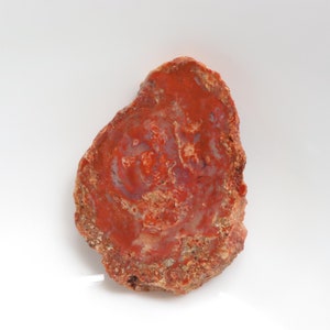 Unique Petrified Wood Slice, Druzy Fossilized Wood, Natural Polished Stone, Fossilized Wood Specimen,Healing Crystals and Stones, Home Decor