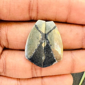 May include: Two polished, teardrop-shaped stones. Each stone is a mix of light green, tan, and black, with a prominent black stripe down the center. The stones are held in a hand, with a green leaf visible in the background.