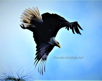 Get Kuestendekorwandkunst For iPhone Free