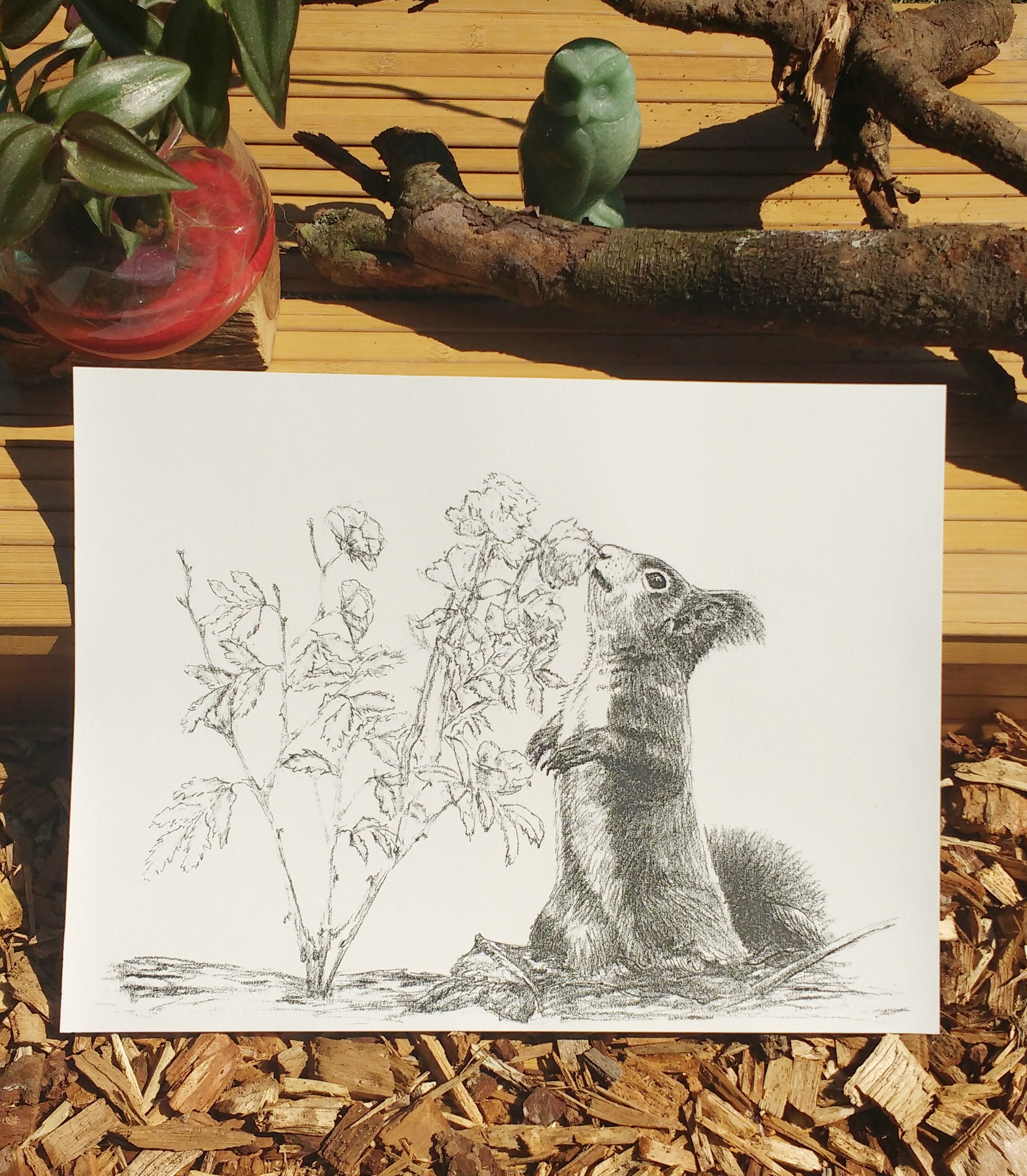 Illustration Imprimée Décorative L'écureuil et Le Rosier.