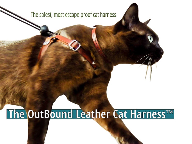 harness for 3 legged cat