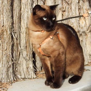 Handmade Leather Cat Harness and Leash: Escape-Proof Design
