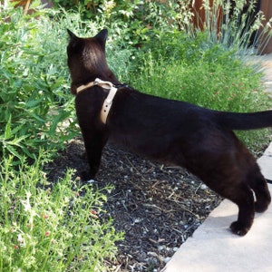 Handcrafted Leather Kitten Harness: Escape-Proof, Choke-Free