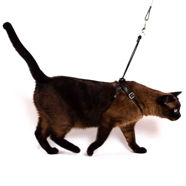 Pet clever cat harness hotsell