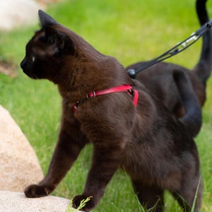 Raspberry Leather Cat Harness: Escape Proof OutBound Design