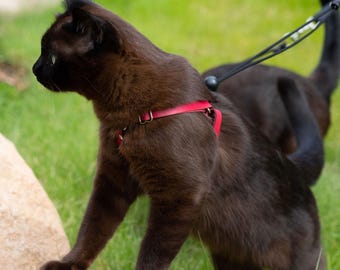 Harnais pour chat en cuir framboise : conception anti-évasion