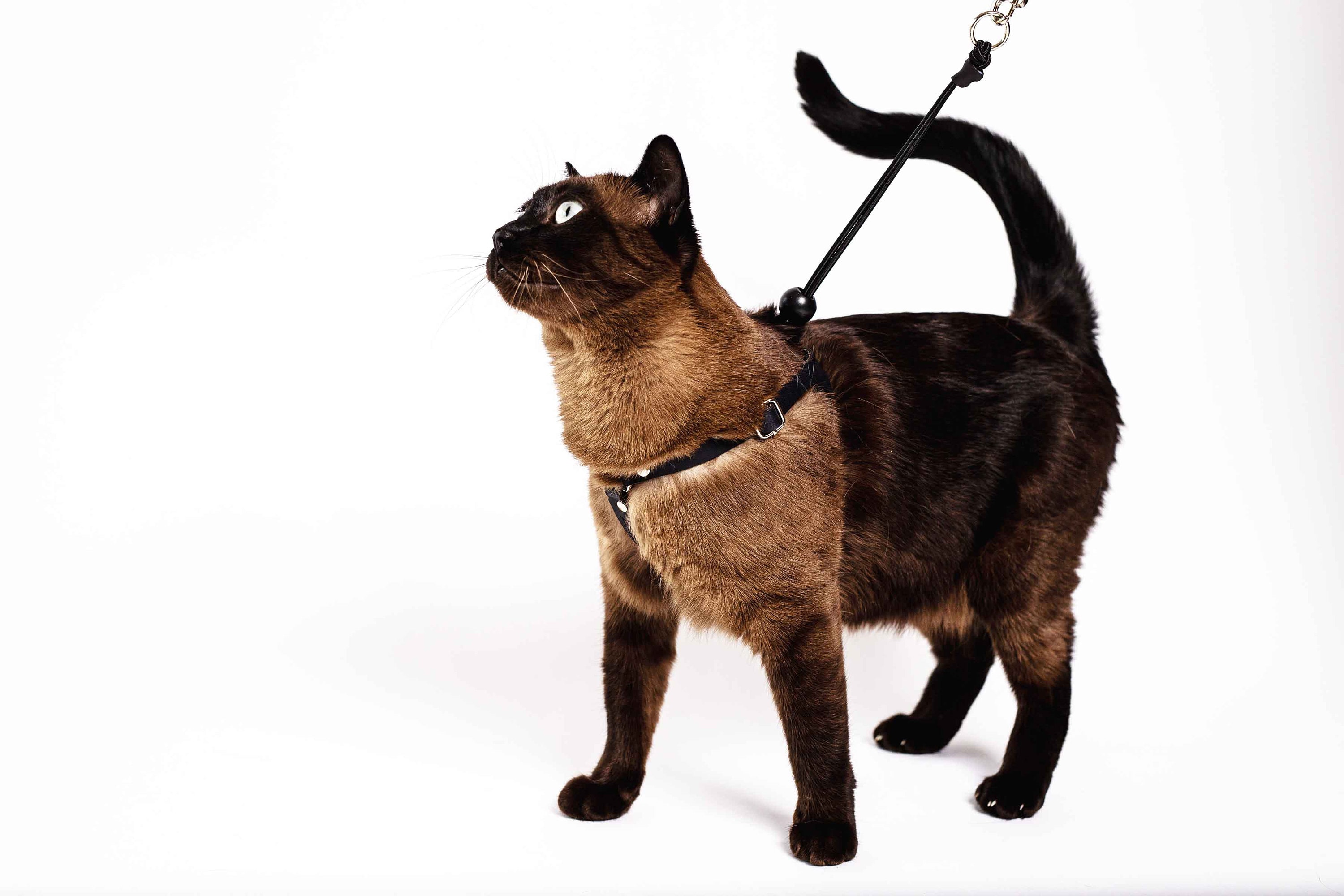 Le harnais pour chat OutBound™ Harnais en cuir résistant aux