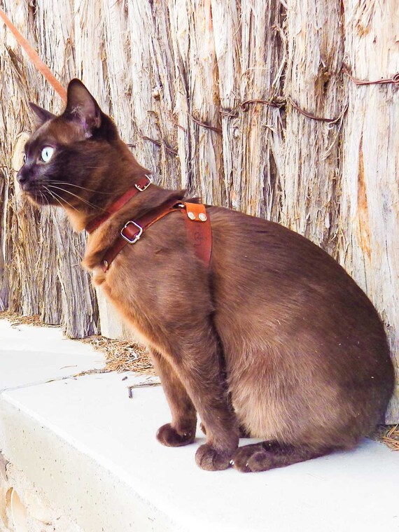leather cat harness