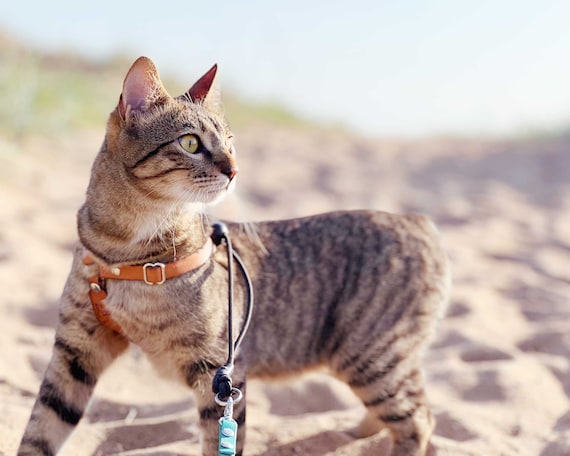 Le harnais pour chat OutBound™ Harnais en cuir résistant aux évasions,  léger. Sûr, élégant, tailles pour chatons à très grands chats -  France