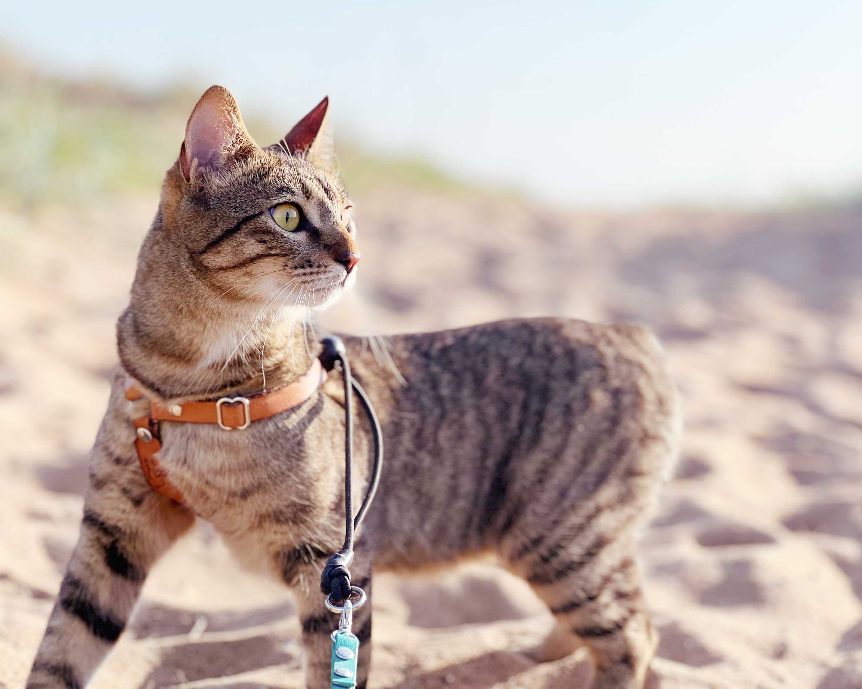 Houdini™ Cat Harness and Leash - Escape Resistant, Light and Safe