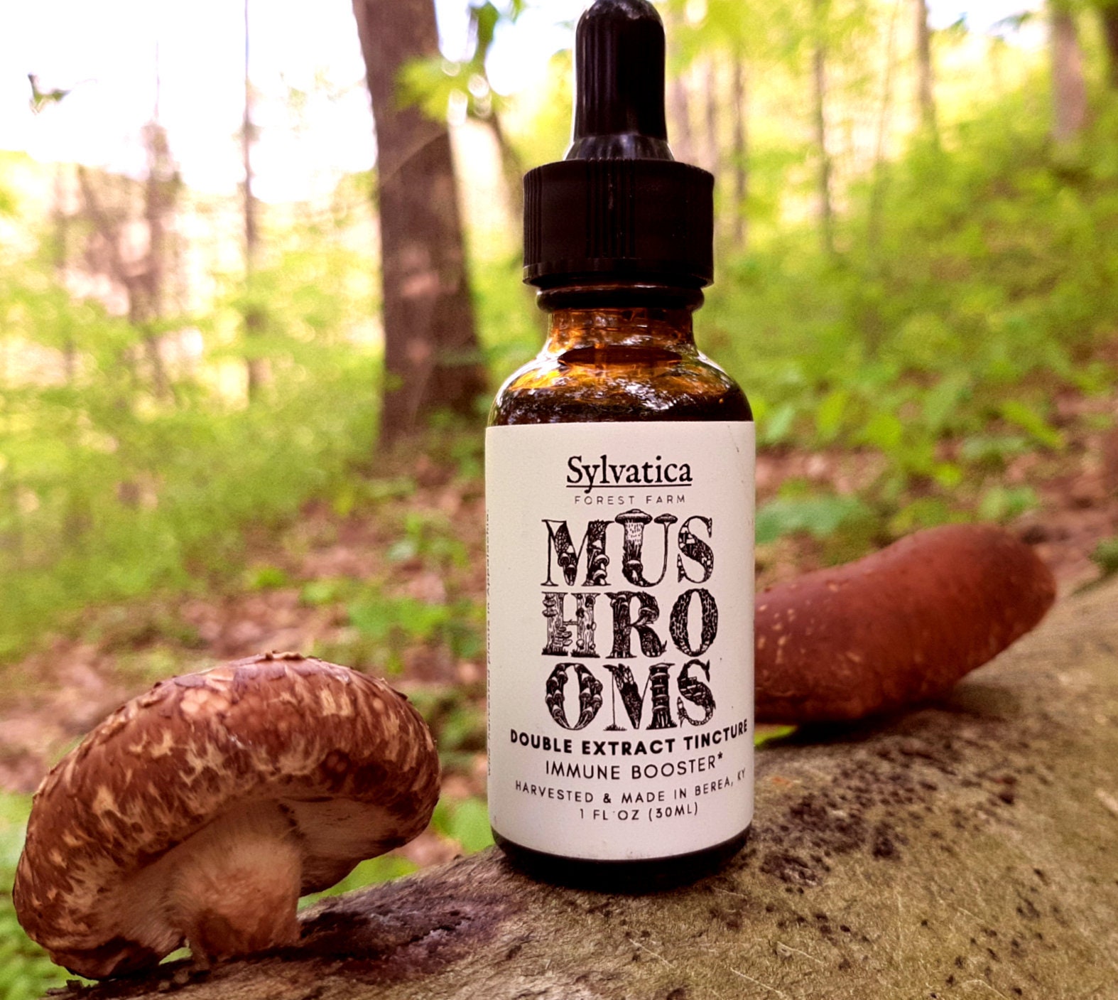 Mushroom blend tincture, four powerful medicinal mushrooms, mushroom